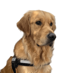 Agence événementielle Au Carré Usko Mascotte